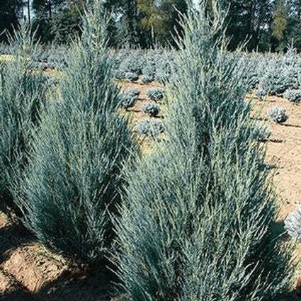 Juniperus scopulorum 'Blue Arrow Klinškalnu kadiķis
