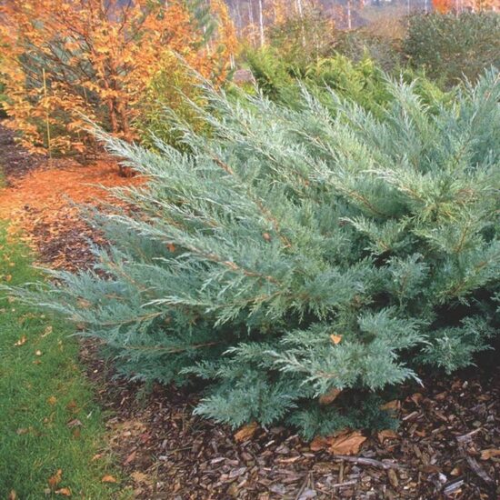 Juniperus x pfitzeriana 'Hetzii' Vidējais kadiķis