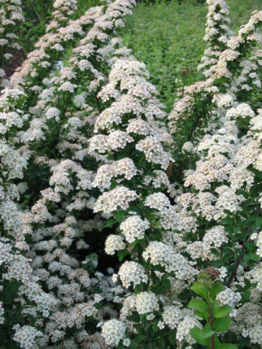 Spiraea nipponica 'June Bride' Niponas spireja
