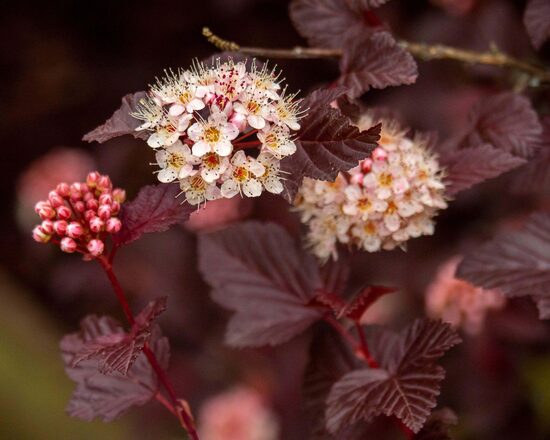 Physocarpus opulifolius 'LADY IN RED' Irbeņlapu fizokarps