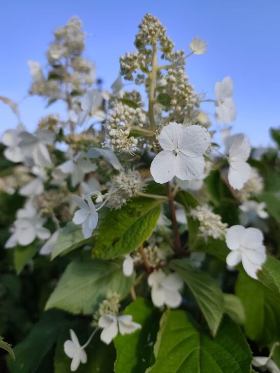 Hydrangea paniculata 'White Lady' Skarainā hortenzija
