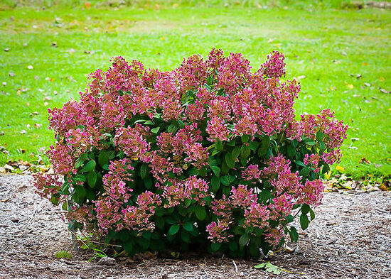 Hydrangea paniculata 'Little Quick Fire' Skarainā hortenzija