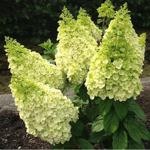 Hydrangea paniculata 'Magical Kilimanjaro' Skarainā hortenzija