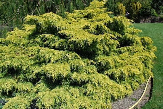 Juniperus x pfitzeriana 'Mordigan Gold' Vidējais kadiķis