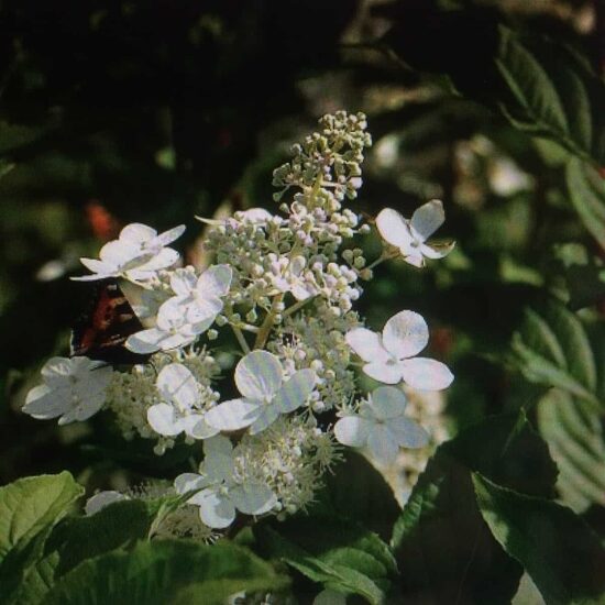 Hydrangea paniculata 'Mustila' Skarainā hortenzija