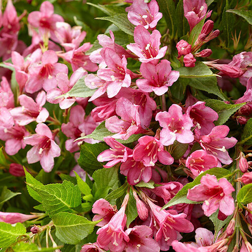 Weigela 'Picobella Rosa' Veigela