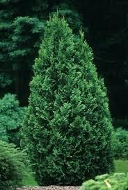 Thuja occidentalis 'Spiralis'  Rietumu tūja