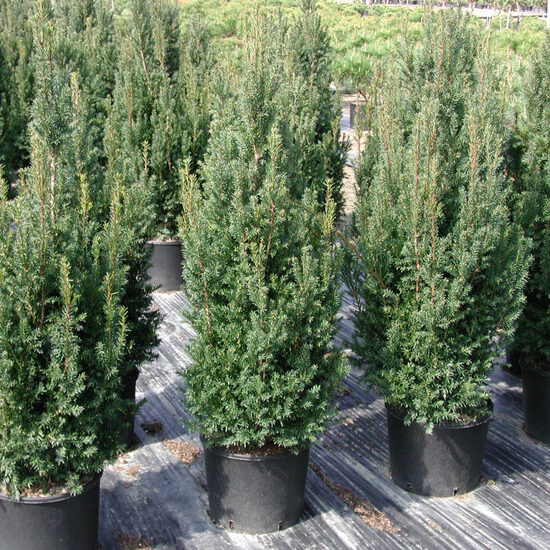 Taxus x media 'Straight Hedge' Vidējā īve