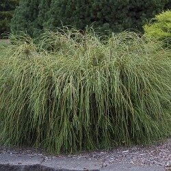 Thuja plicata 'Whipcord' Milzu tūja
