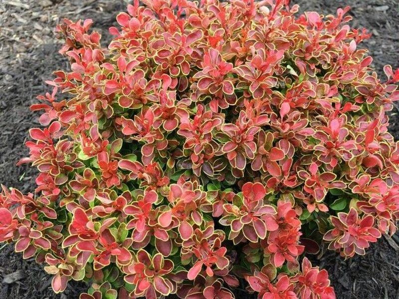 Berberis thunbergii 'Admiration' Tunberga bārbele