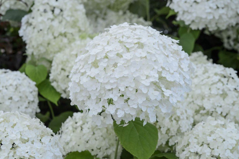 Hydrangea arborescens 'Annabelle' Kokveida hortenzija