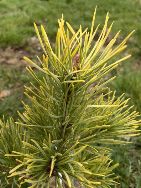 Pinus sylvestris 'Aurea' Parastā priede
