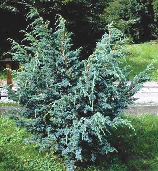 Juniperus chinensis 'Blue Alps' Ķinas kadiķis