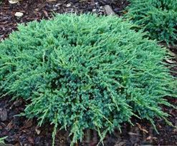 Juniperus squamata 'Blue Carpet' Zvīņainais kadiķis