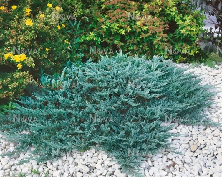 Juniperus horizontalis 'Blue Chip' Klājeniskais kadiķis