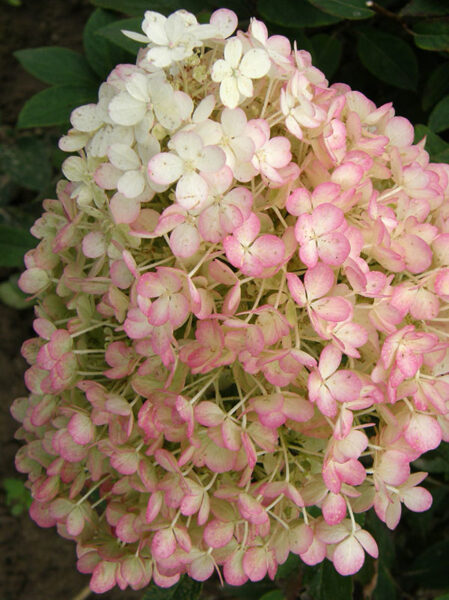 Hydrangea paniculata 'Bobo' Skarainā hortenzija
