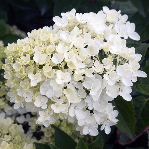 Hydrangea paniculata 'Bombshell' Skarainā hortenzija