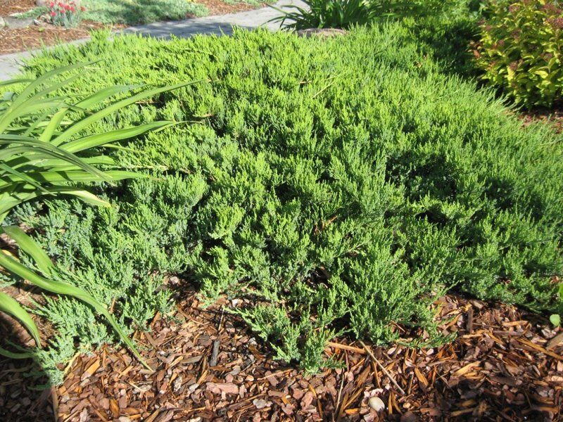 Juniperus sabina 'Broadmoor' Kazaku kadiķis