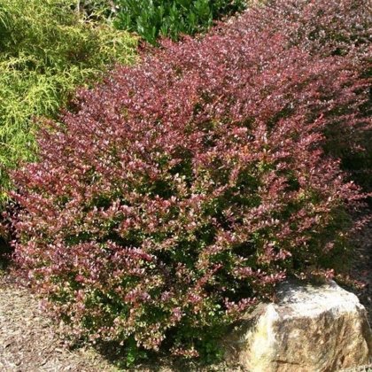 Berberis thunbergii 'Carmen' Tunberga bārbele