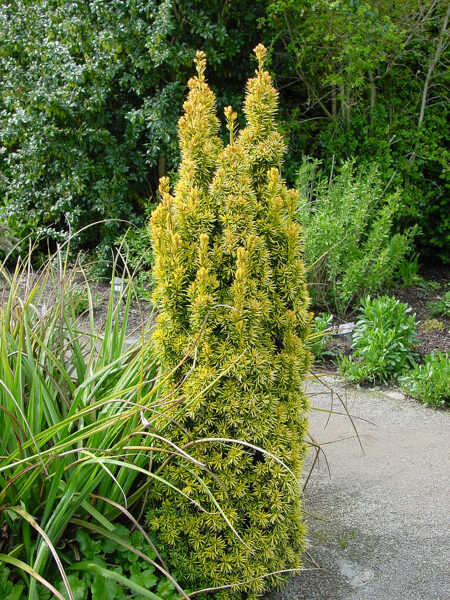 Taxus baccata 'David' Parastā īve