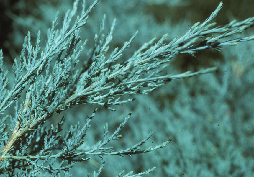 Juniperus x pfitzeriana 'Pfitzeriana Glauca' Vidējais kadiķis