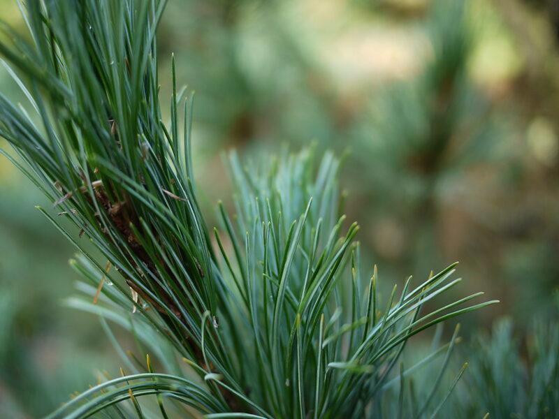 Pinus cembra 'Glauca' Eiropas ciedrupriede