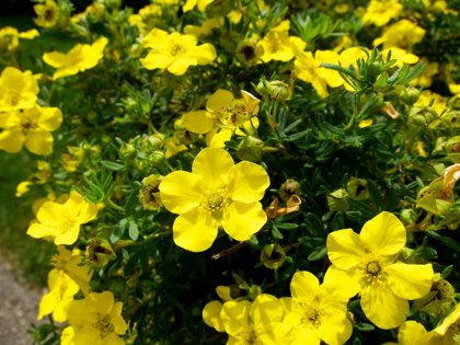 Potentilla fruticosa 'Gold Drop' Parastā klinšrozīte