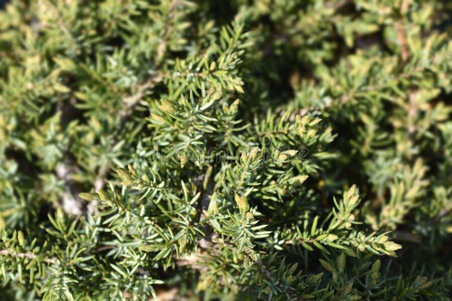 Juniperus communis 'Green carpet' Parastais kadiķis