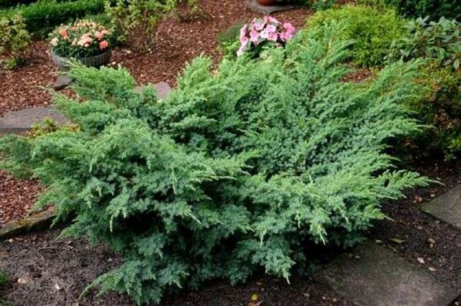 Juniperus virginiana 'Hetz' Virdžīnijas kadiķis