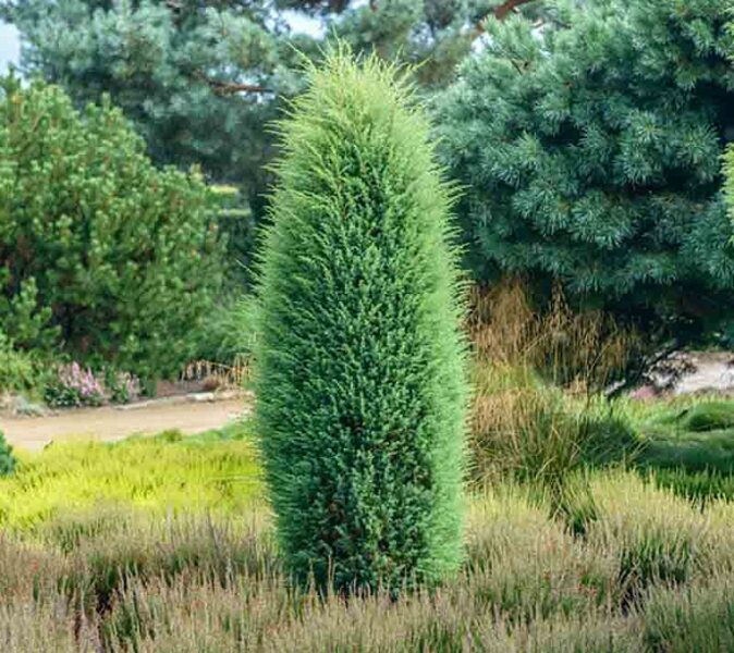 Juniperus communis 'Hibernica' Parastais kadiķis