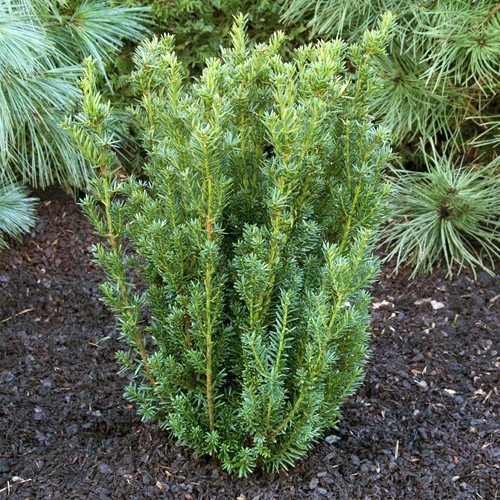 Taxus x media 'Hicksii' Vidējā īve