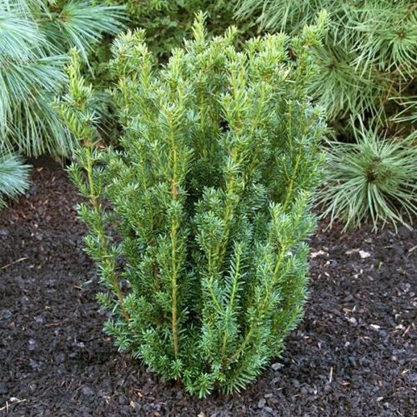 Taxus x media 'Hillii' Vidējā īve