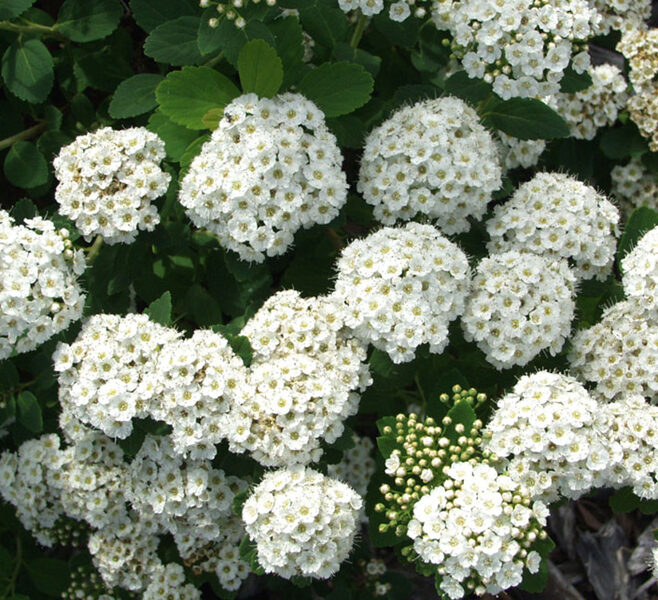 Spiraea betulifolia 'Islande' Bērzlapu spireja 