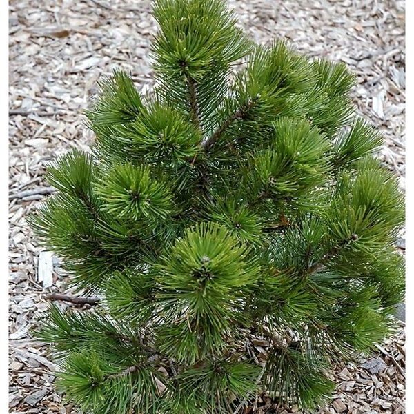 Pinus leucodermis 'Nana' Bosnijas priede