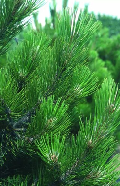 Pinus heldreichii 'Lindenhof' Bosnijas priede