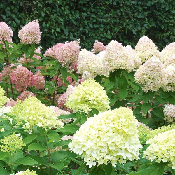 Hydrangea paniculata 'Litle Lime' Skarainā hortenzija