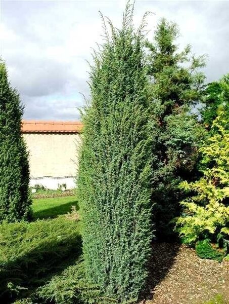 Juniperus communis 'Meyer' Parastais kadiķis