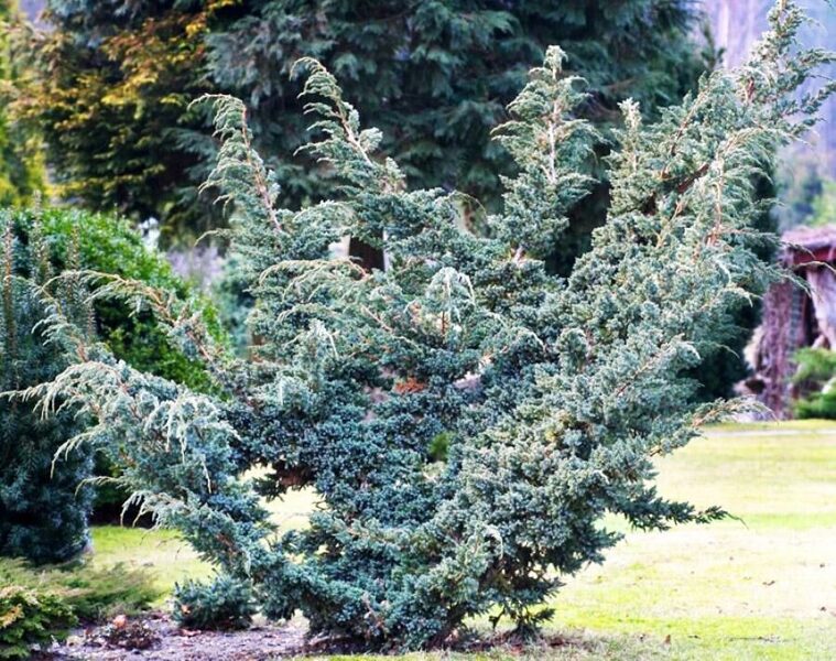 Juniperus squamata 'Meyeri' Zvīņainais kadiķis