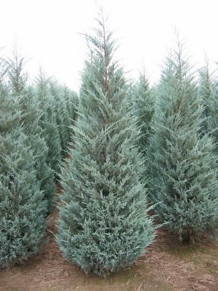 Juniperus scopulorum 'Moonglow' Klinškalnu kadiķis