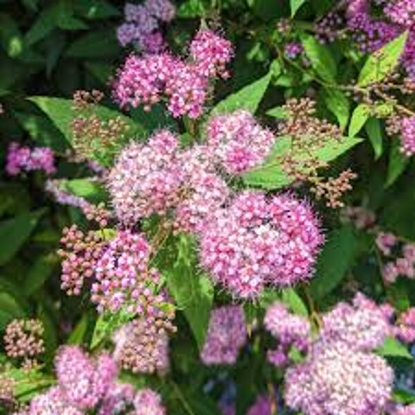 Spiraea japonica 'Odemsala' Japānas spireja