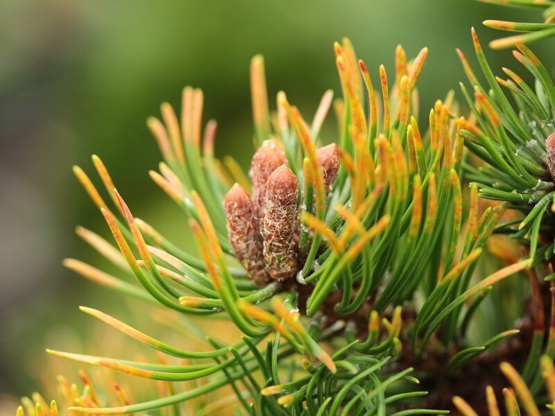 Pinus mugo 'Orange Sun' Kalna priede