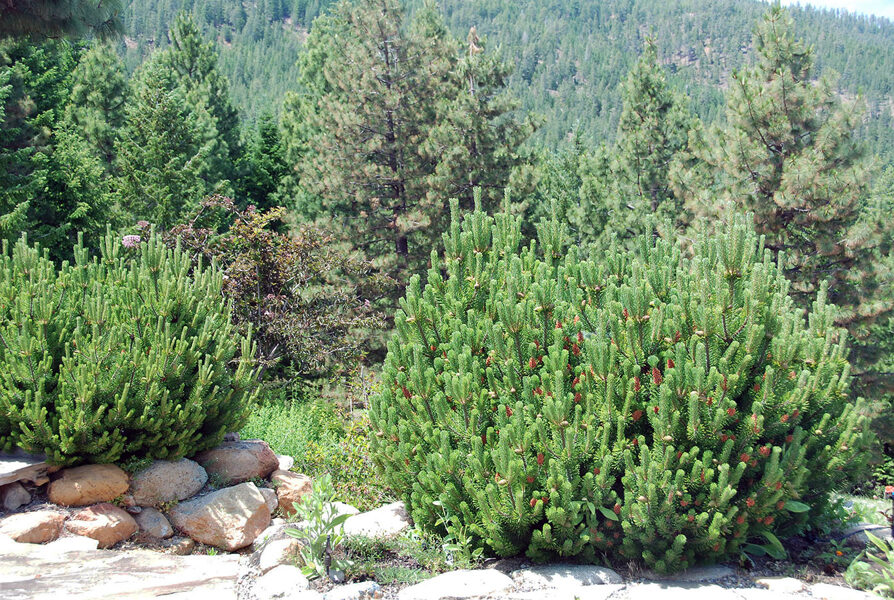 Pinus mugo  Kalna priede