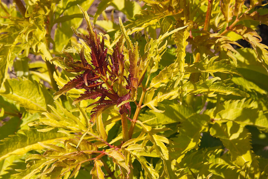 Sambucus racemosa 'Plumosa Aurea' Sarkanais plūškoks