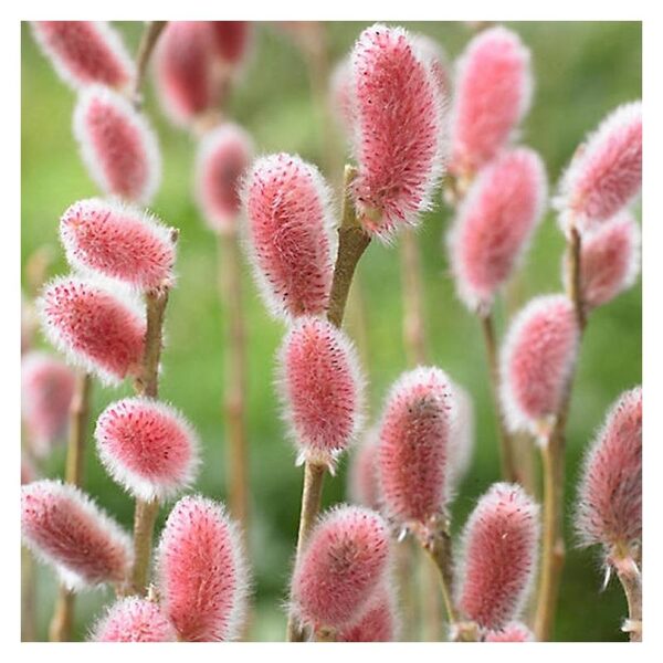 Salix gracilistyla 'Pink Cushion' Smalkirbuļu kārkls