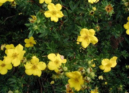 Potentilla fruticosa 'Jolina' Parastā klinšrozīte