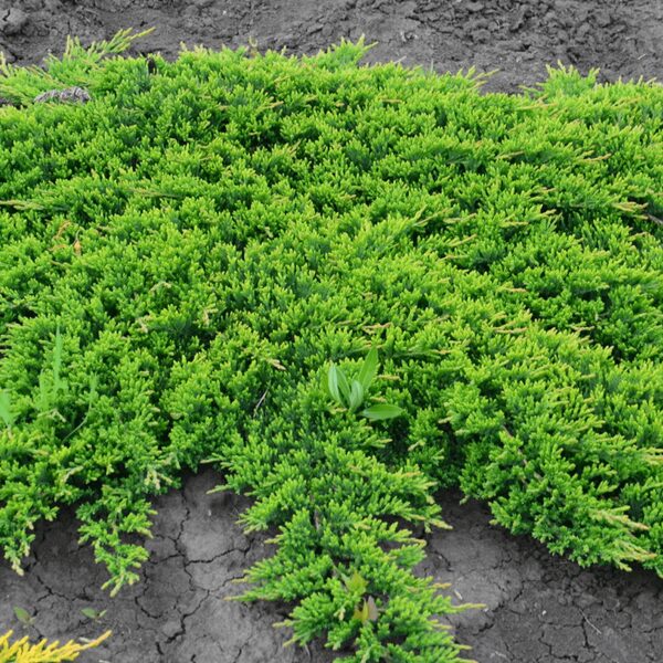 Juniperus horizontalis 'Price of Wales' Klājeniskais kadiķis