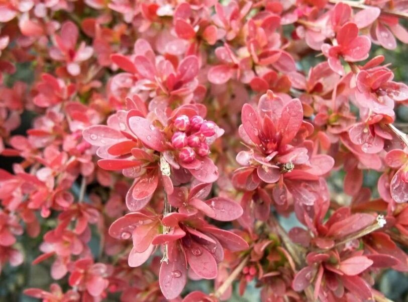 Berberis thunbergii 'Red Carpet' Tunberga bārbele