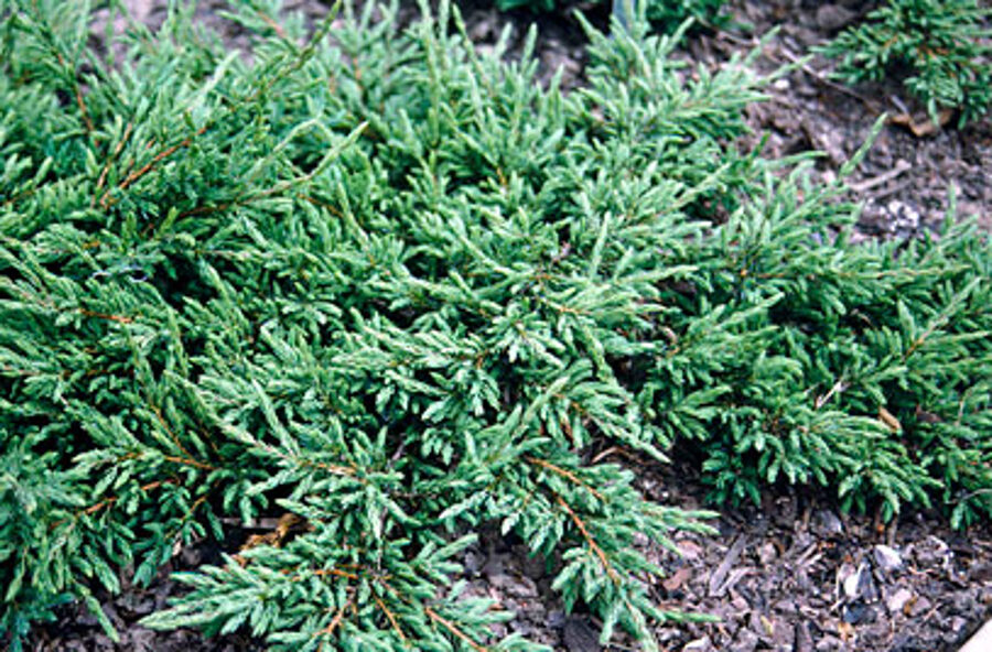 Juniperus communis 'Repanda' Parastais kadiķis