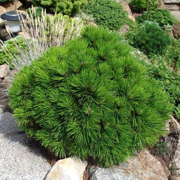 Pinus leucodermis 'Schmidtii' Bosnijas priede