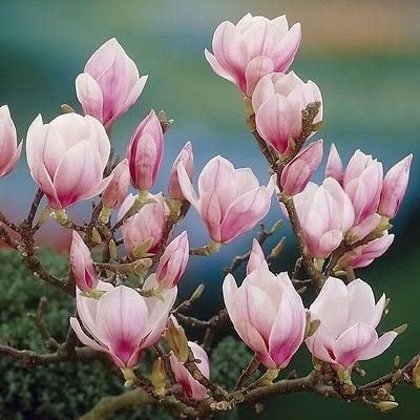 Magnolia x soulangeana Sulanža magnolija